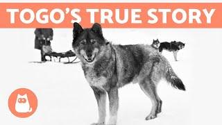 The REAL STORY of BALTO and TOGO ️ Discover the Truth
