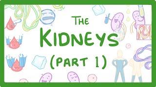 Biology - How the Kidneys Work - Kidneys Part 13  #27