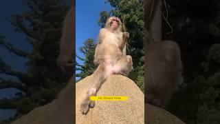 बिल्ली क्या पियेगी  #comedy #realfools #mrchopravines #monkeycomedyvideo #funny #animal #viral