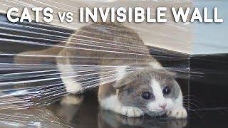 Cats vs Invisible Wall Compilation