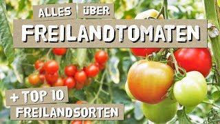 Freilandtomaten - Anbau Tipps Sorten - Tomaten anbauen