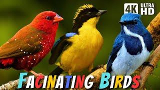 Most Fascinating Birds  Relaxing Nature  Stress & Anxiety Relief  Birds Chirps  Avian Marvels