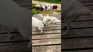 PARTY #goats #bestshorts#namse_travel#nature#cute#funnyanimals#funnyshorts#goat#switzerland#fun#love