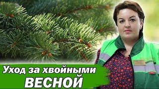 ОЖОГИ НА ХВОЙНЫХ? ЕСТЬ РЕШЕНИЕ КАК ИСПРАВИТЬ #хвойные #сад #огород #хвойники