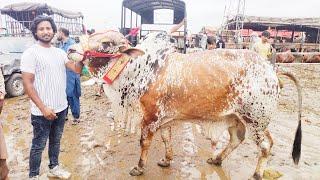 Kitne Ka Liya  Shahpur Kanjra  Barish ki  Waja Say Rate Kam Hain  Bakra Eid