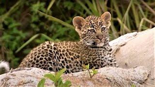 Leopard Family Look For A New Home  Little Big Cat  BBC Earth Kids