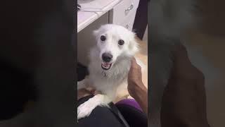 MY DOG IN MY HOME Funny Video #ffshorts #shorts #shortvideo
