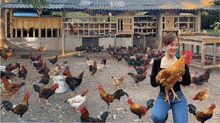 Chicken Farming  How to fatten adult chickens feed chickens