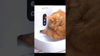 Cara Kasih Makan Kucing Oren ter-KEREN Biota Smart Home #mrbibbo #kucingoren