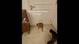 Funniest cats-Dont try to stop laugh -Pet lover