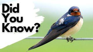 Things you need to know about SWALLOWS