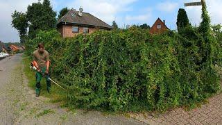 I CANT DO IT Anymore The HOMEOWNER Says of His OVERGROWN Hedge