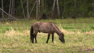 Польский Коник  The Konik Polish horse