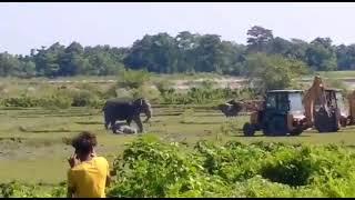 Angry Elephant  Video  Angry  हाथी का वीडियो