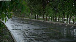 The Sound of Rain Falling on a Tree-lined Street  Thunder and Rain Sound ASMR for Sleeping