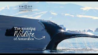 The amazing wildlife of Antarctica