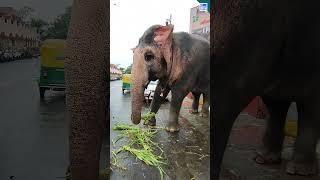 Elephant on Road Gujarat India #shorts