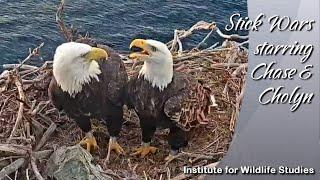 Stick Wars starring Chase & Cholyn on Two Harbors Alternate Nest  Explore.org  11.15.21