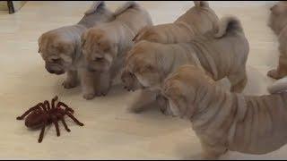 Shar Pei puppies adorably team up to take on robot spider