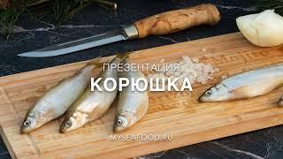 Корюшка Малоротая