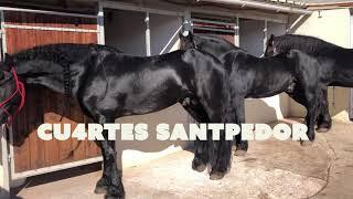 Ennganche a cuarta caballos frisones Santpedor