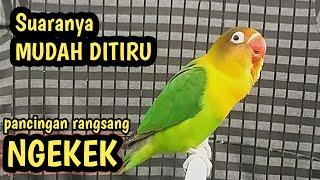 Suaranya mudah ditiru bikin lb cepat narik ngekek panjang  pancingan suara lovebird