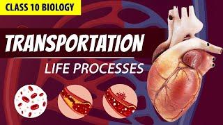 CLASS 10 LIFE PROCESSES FULL CHAPTER Animation PART - 3   NCERT Science ch 6 Transportation