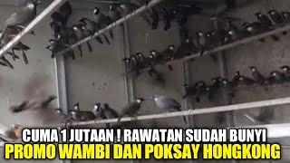 AWAL RUSAKNYA  WAMBI DAN POKSAY HONGKONG CUMA 1 JUTAAN SUDAH BUNYI DIKIOS PASAR PRAMUKA