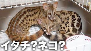 不思議な姿をした珍獣ネコをお迎えしました【アカブチジェネット】