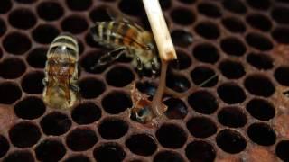 Болезни пчел. Урок 2 нозематоз и бактериальные болезни