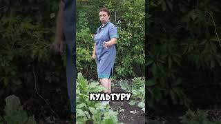 Подкормка свеклы на увеличение урожая