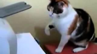 Бой кошки с принтером Смешно до слез