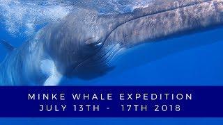 Minke Whale Expedition  Great Barrier Reef  July 13th - 17th 2018