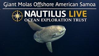 Giant Molas Spotted Deep Offshore American Samoa  Nautilus Live