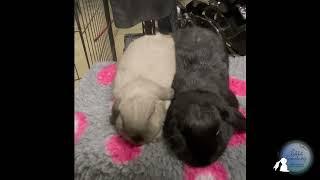 Bunny Bonding - Use of Sound and Pressure