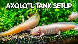Set Up Your Axolotl Tank With Us  Axolotl Tank Setup Guide