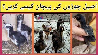 Aseel chicks ki pehchan kasy kary  how to identify pure aseel chicks  home breed