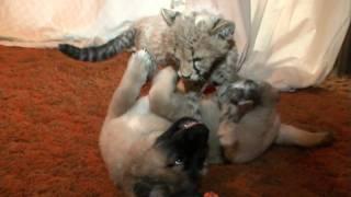 Cheetah Cub and his Puppy Friend Wrestle-Cincinnati Zoo