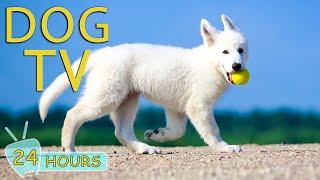 DOG TV The Best Video Entertainment to Relax Your Dog When Home Alone - Music Collection for Dog