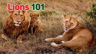 Lions 101 How to Identify Them???