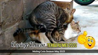 kucing kawin terbaru mei 2023 mating cats season may 2023