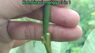 217 Kombinasi mangga 3 in 1