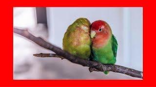 Relaxing Music For Birds 5 hrs █ calming music for budgies parrots parakeets lovebirds cockatiels