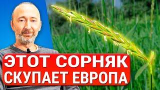 ЭТО РАСТЕНИЕ чистит почки печень и кожу Укрепляет легкие и кости Древние рецепты лечебного отвара