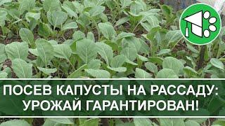 Выращивание рассады капусты в теплице  Посев капусты на рассаду