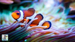 3 HOURS of Beautiful Clownfish & Relaxing Aquarium Music - Sleep Study Yoga & Meditation Music