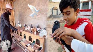 Pigeon House Ka Ye Kam Bi Ho Gia 