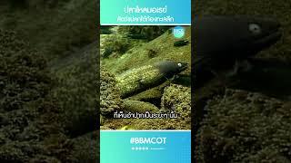 ปลาไหลมอเรย์ สัตว์แปลกใต้ท้องทะเลลึก #สารคดีสัตว์ #ปลาไหลริบบิ้น #ปลาไหลมอเรย์ #Shorts