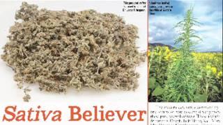 HIGH TIMES Medical Marijuana Magazine -- Issue #4
