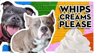 Dogs LOVE WhipCream Treat  Cute Staffy Bully & Pitbull Dog Party